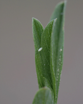 Barred Yellow egg